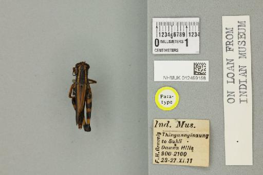 Pseudotraulia cornuata Laosinchai & Jago, 1980 - 012499158_71538_84083