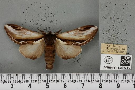 Pheosia gnoma (Fabricius, 1777) - BMNHE_1569745_496614