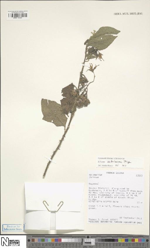 Solanum subinerme Jacq. - BM001120560