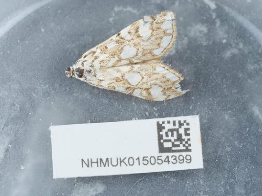 Elophila nymphaeata (Linnaeus, 1758) - 015054399_2