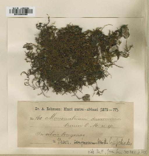 Macrocoma lycopodioides (Schwägr.) Vitt - BM000868385