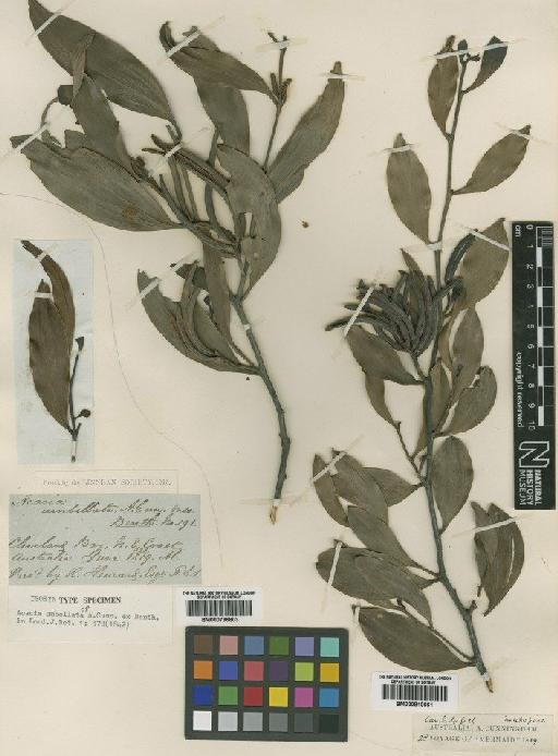 Acacia umbellata A.Cunn. ex Benth. - BM000810661
