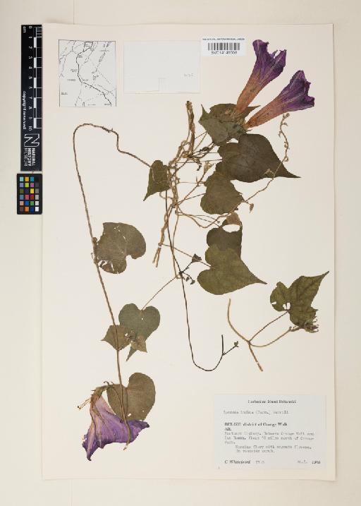 Ipomoea indica (Burm.) Merr. - 014140506