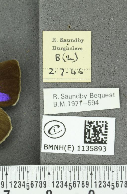 Neozephyrus quercus (Linnaeus, 1758) - BMNHE_1135893_label_93955