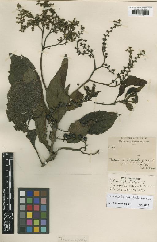 Tournefortia subspicata Donn.Sm. - BM001209063