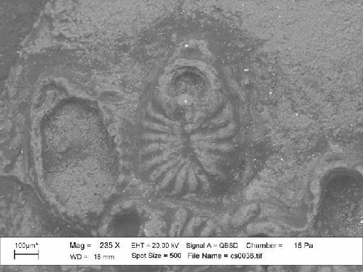 Hexacanthopora kintburiensis Lang, 1916 - D 29070. Hexacanthopora kintburiensis2