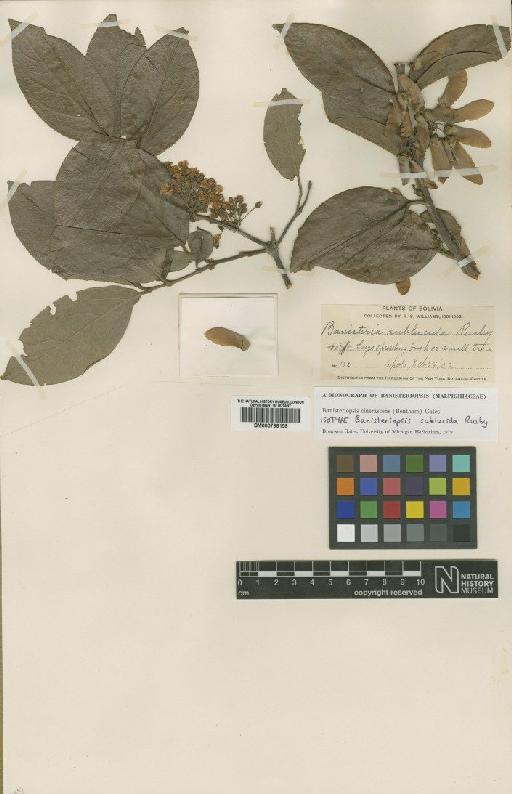 Banisteriopsis cinerascens (Benth.) Gates - BM000796159