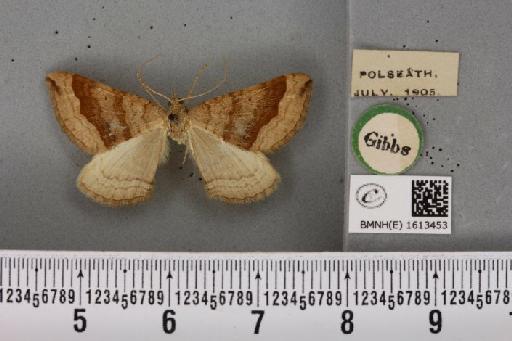 Scotopteryx chenopodiata (Linnaeus, 1758) - BMNHE_1613453_306173