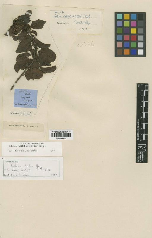 Schinus latifolius (Gillies) Engl. - BM000884843