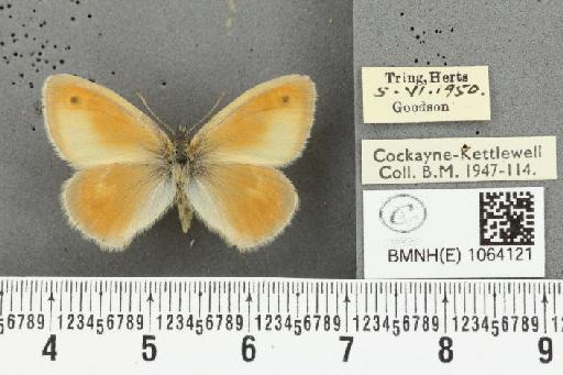 Coenonympha pamphilus ab. partimtransformis Leeds, 1950 - BMNHE_1064121_25285