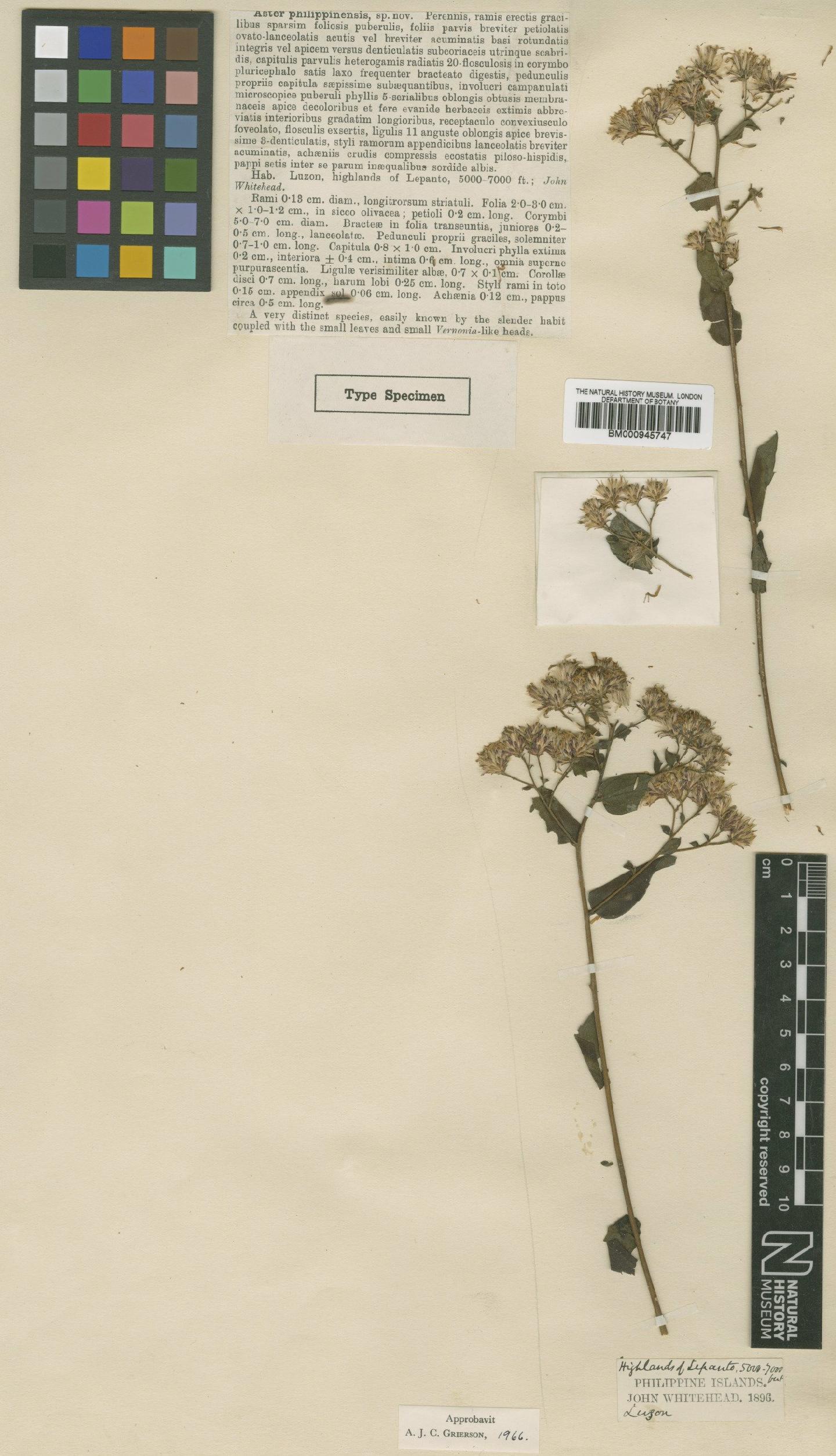 To NHMUK collection (Aster philippinensis S.Moore; Type; NHMUK:ecatalogue:8546)