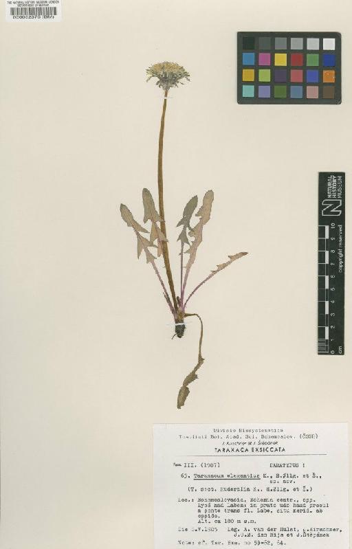 Taraxacum elegantius K., H.Ollg. & S. - BM000052375