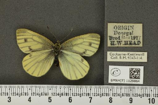 Pieris napi britannica ab. sulphurea Schoyen, 1885 - BMNHE_1129864_82158