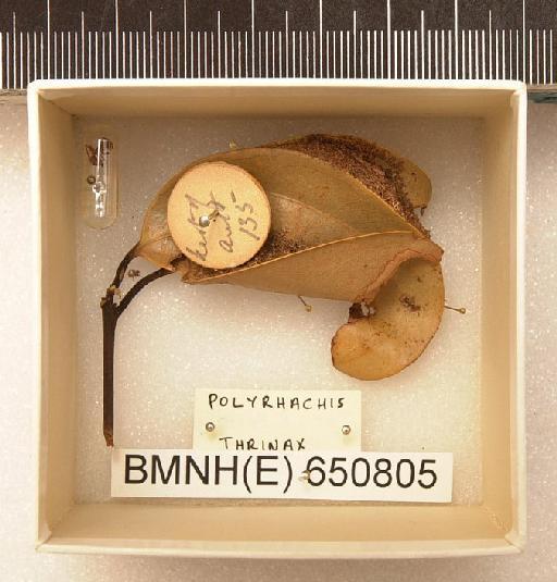 Polyrhachis thrinax Roger, 1863 - Hymenoptera Nest BMNH(E) 650805