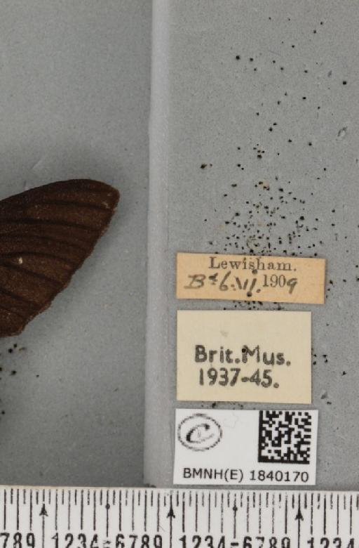 Biston betularia ab. carbonaria Jordan, 1869 - BMNHE_1840170_label_413166