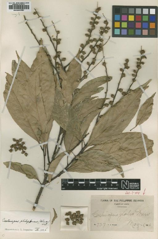 Castanopsis philipensis (Blanco) Vidal - BM000907553