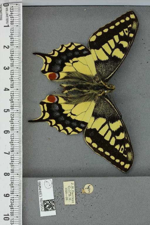 Papilio machaon britannicus Seitz, 1907 - BMNHE_1079552_64940