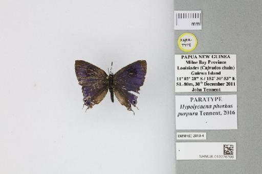 Hypolycaena phorbas purpura Tennent, 2016 - 013376706_Hypolycaena_phorbas_purpura_Tennent_2016_PT