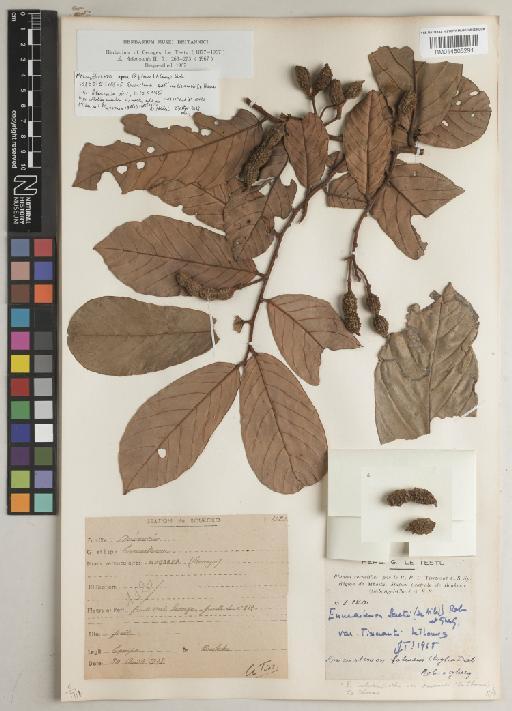 Monanthotaxis capea (E.G.Camus & A.Camus) Verdc. - BM014605291