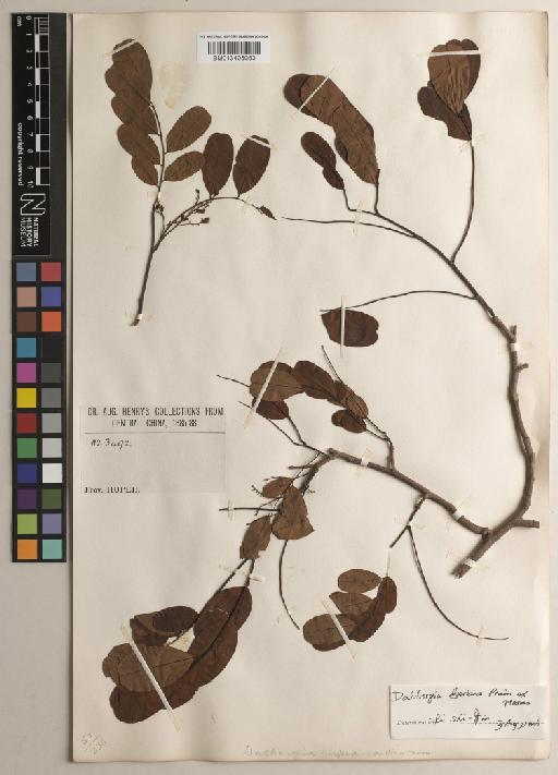 Dalbergia dyeriana Prain - BM013405053