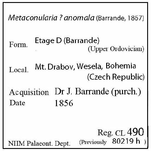Metaconularia anomala (Barrande, 1867) - CL 490. Metaconularia ? anomala (label)