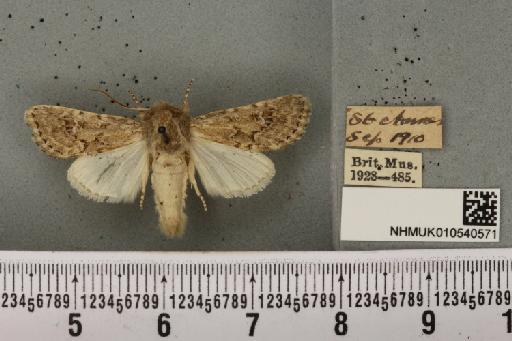 Luperina nickerlii gueneei Doubleday, 1864 - NHMUK_010540571_598454