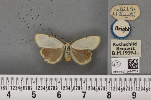 Cybosia mesomella (Linnaeus, 1758) - BMNHE_1660759_a_258270