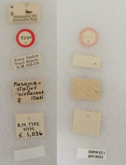 Paranastatus violaceus Masi, 1917 - Paranastatus violaceus #953693 Hym Type 5.1036 labels