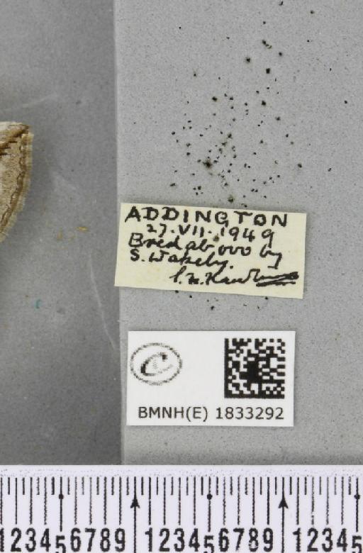 Aplocera plagiata plagiata (Linnaeus, 1758) - BMNHE_1833292_label_406386