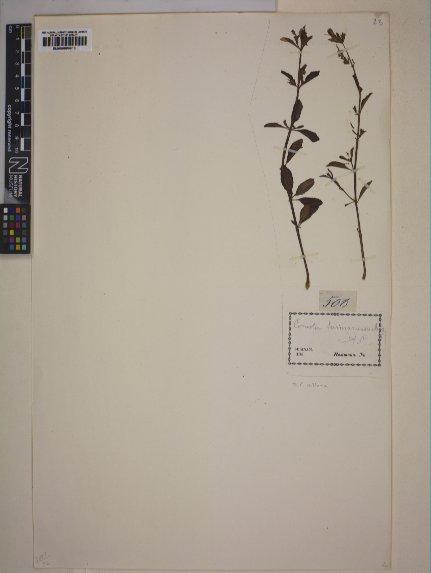 Comolia villosa (Aubl.) Triana - BM000889610