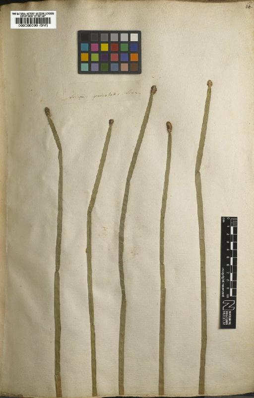Scirpus elegans Kunth - BM000588890