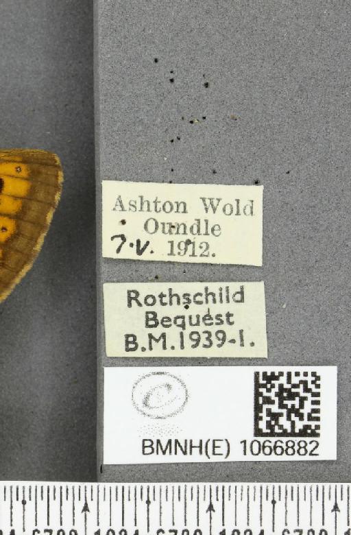 Lasiommata megera ab. quadriocellata Oberthür, 1909 - BMNHE_1066882_label_28617