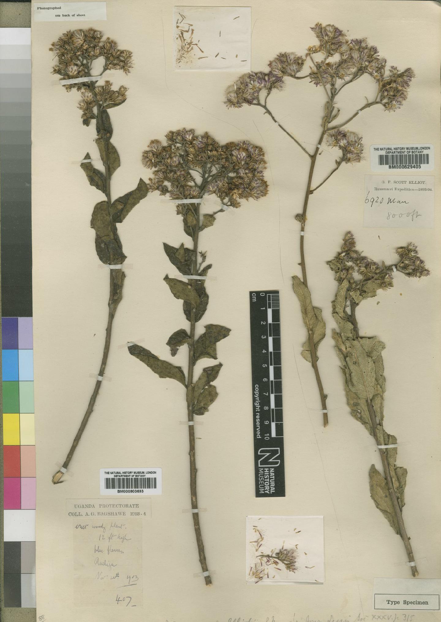 To NHMUK collection (Vernonia elliotii Moore; NHMUK:ecatalogue:4527962)