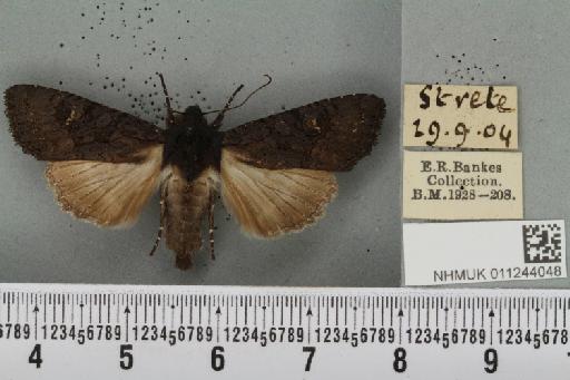 Aporophyla nigra (Haworth, 1809) - NHMUK_011244048_645186