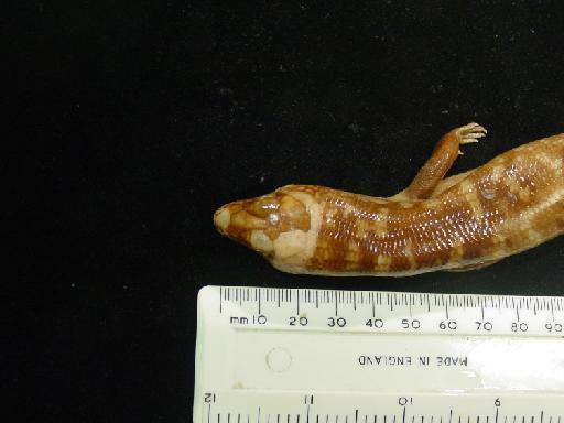 Eugongylus albofasciolatus albofasciolatus - Eugongylus albofasciolatus type 1946.8.13.74 015.JPG