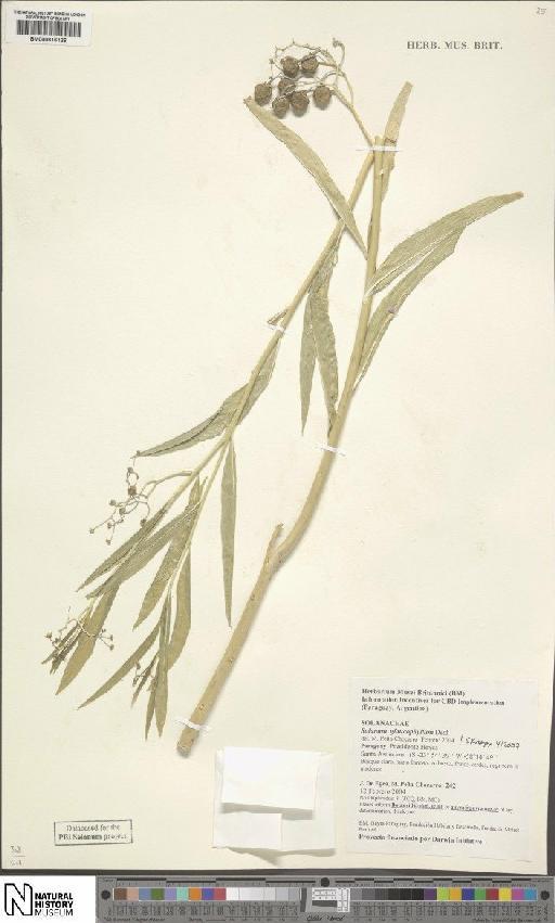 Solanum glaucophyllum Desf. - BM000816126