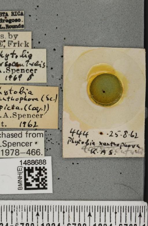 Phytobia xanthophora (Schiner, 1868) - BMNHE_1488688_label_52536