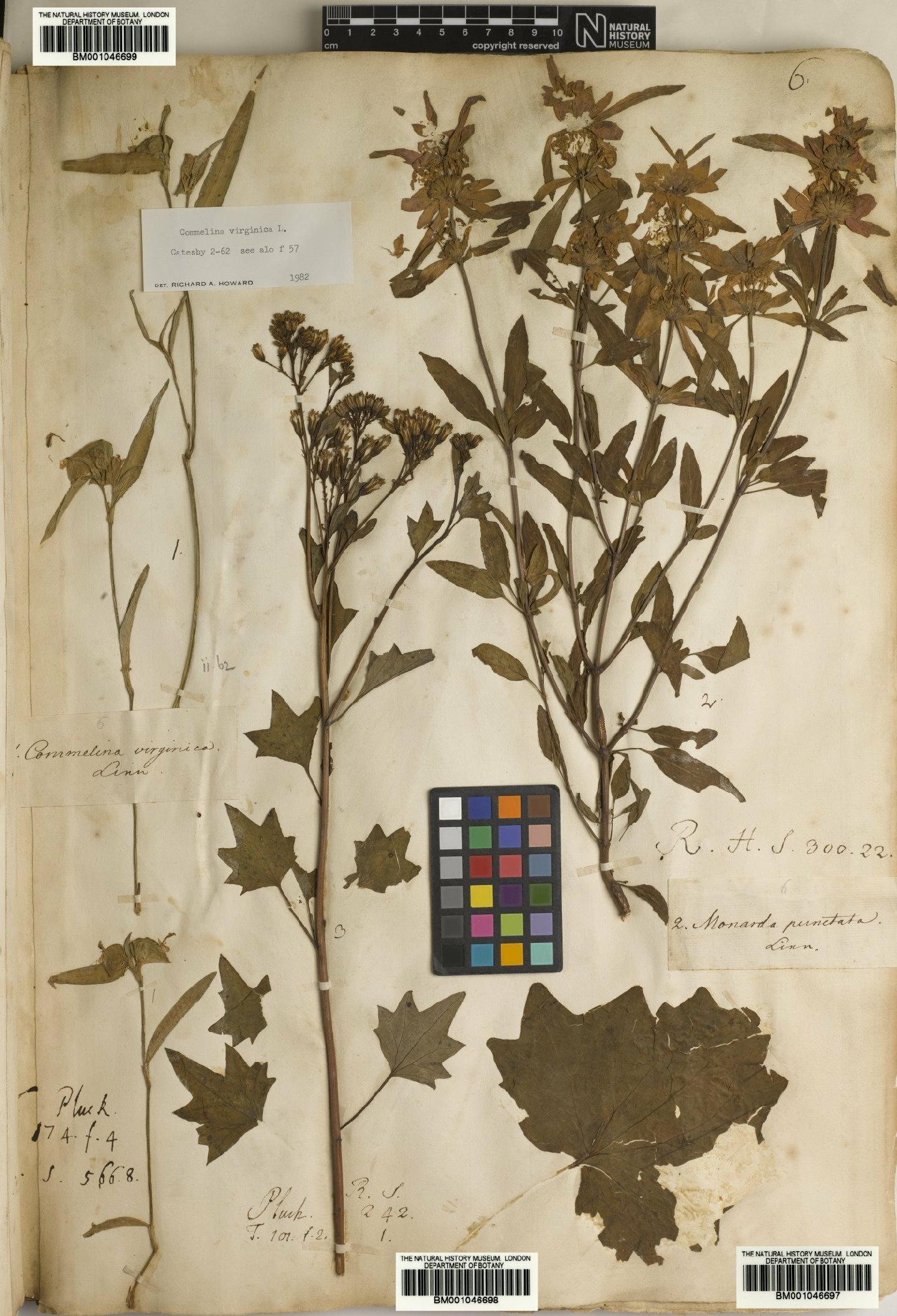 To NHMUK collection (Arnoglossum atriplicifolium (L.) H.Rob.; NHMUK:ecatalogue:2732882)