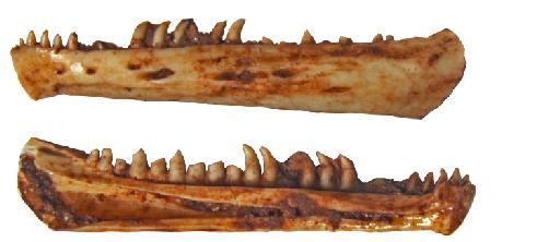 Cryptovaranoides microlanius Whiteside et al., 2022 - NHMUK PV R 37001