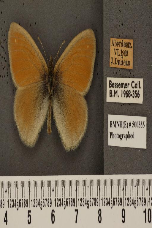 Coenonympha tullia scotica ab. parviocellata Pionneau, 1937 - BMNHE_500355_7173