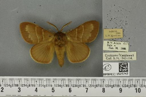 Macrothylacia rubi ab. pallida Tutt, 1902 - BMNHE_1525742_196413