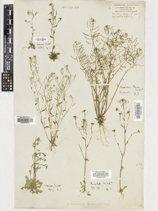 Arabidopsis thaliana (L.) Heynh. - BM001081399