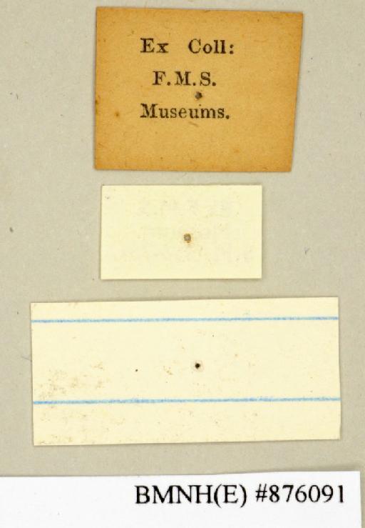 Salganea taylori Roth, 1979 - Salganea taylori Roth, 1979, female, non type, labels (reverse). Photographer: Edward Baker. BMNH(E)#876091