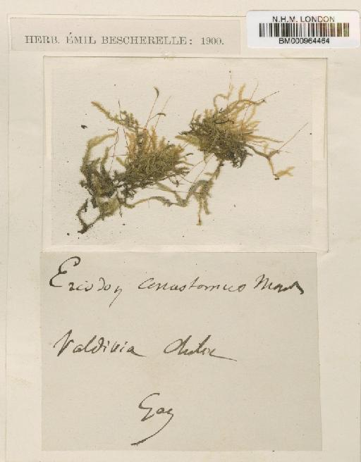 Eriodon conostomus Mont. - BM000964464