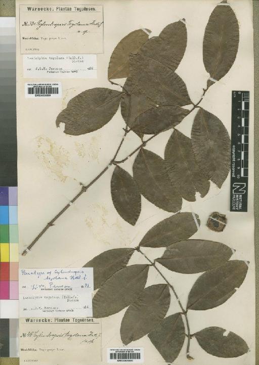 Landolphia togolana (Hallier f.) Pichon - BM000925590