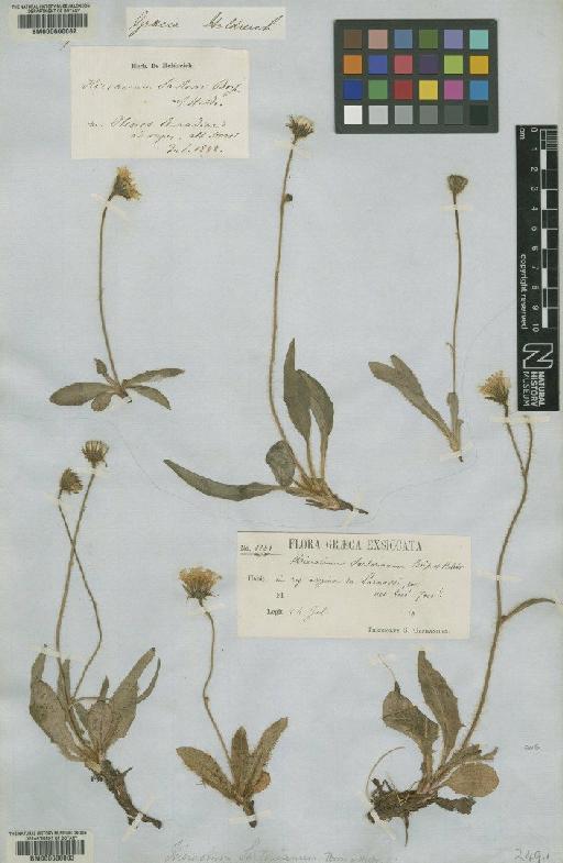 Hieracium sartorianum Boiss. & Heldr. - BM000600082