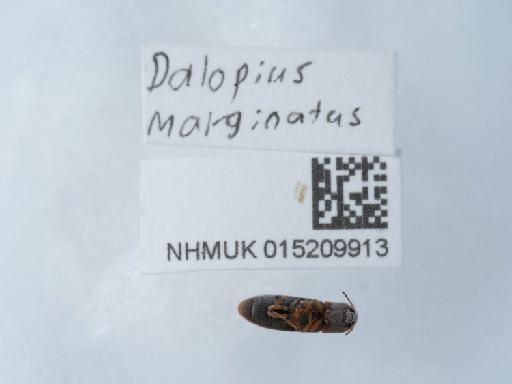 Dalopius marginatus (Linnaeus, 1758) - 015209913_1