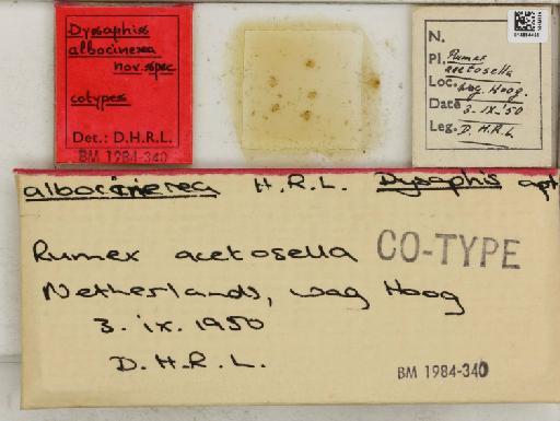 Dysaphis albocinerea Hille Ris Lambers, 1956 - 014884451_112608_1094059_157698_Type
