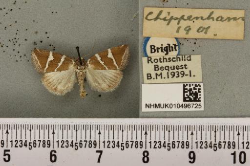 Deltote bankiana (Fabricius, 1775) - NHMUK_010496725_554643