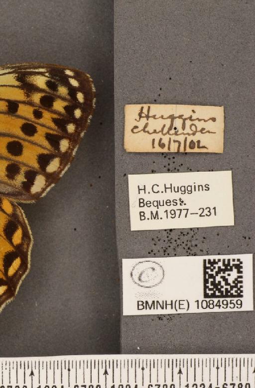 Argynnis aglaja (Linnaeus, 1758) - BMNHE_1084959_label_53907